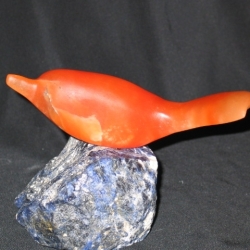 morning_songster_001
